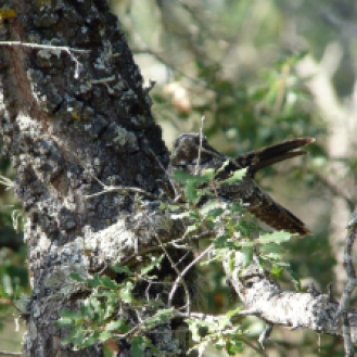 Chotacabras gris (Caprimulgus europaeus)